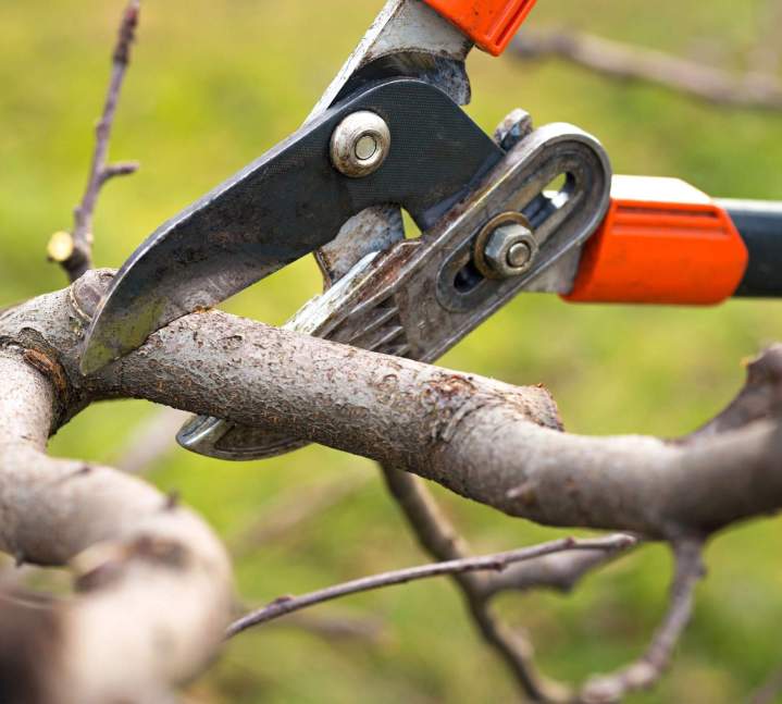 Soins aux arbres Haute-Corse