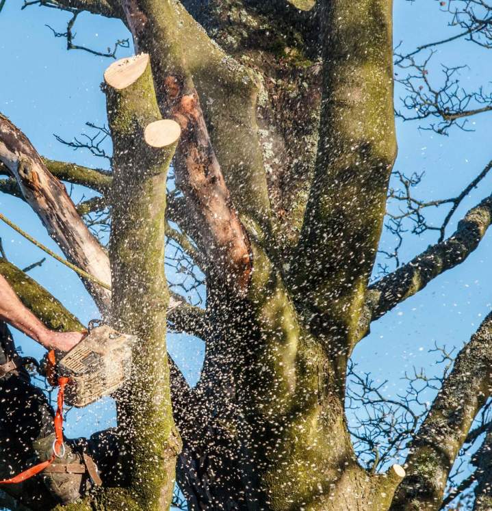 Arboriste grimpeur Haute-Corse