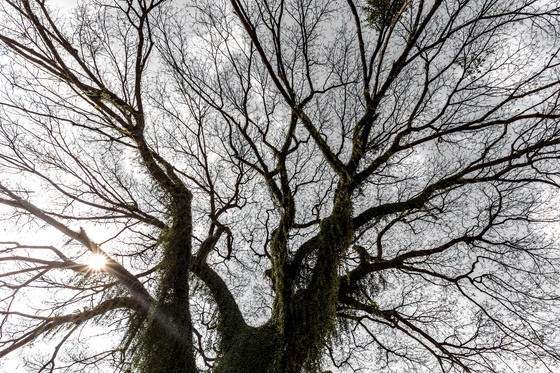 Taille arbre ornemental Borgo