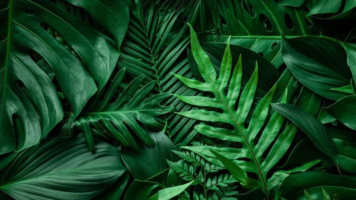 Élagage professionnel arbres Haute‑Corse