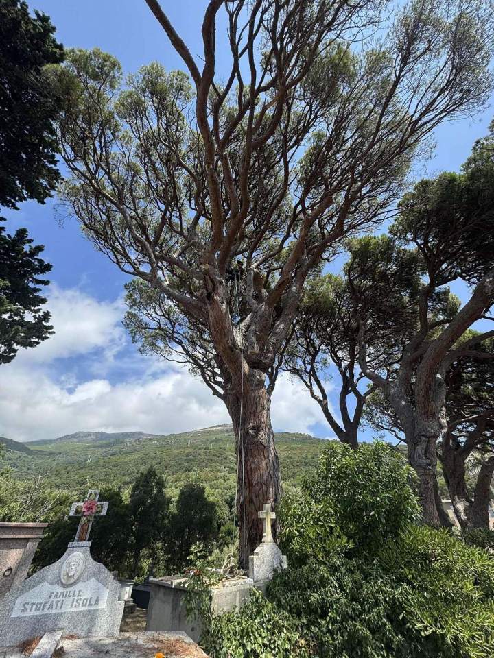 Taille sécurisée arbres Haute‑Corse