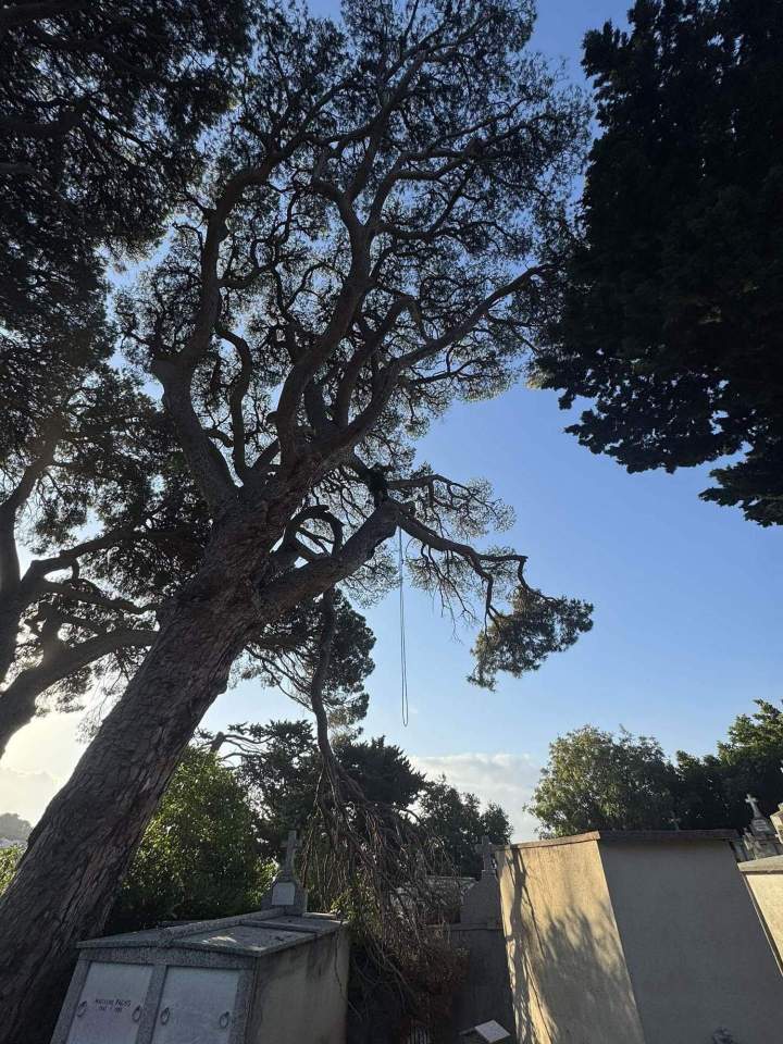 Taille sécurisée arbres Haute‑Corse