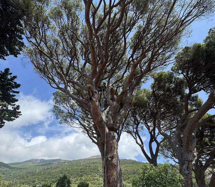 Taille sécurisée arbres Haute‑Corse