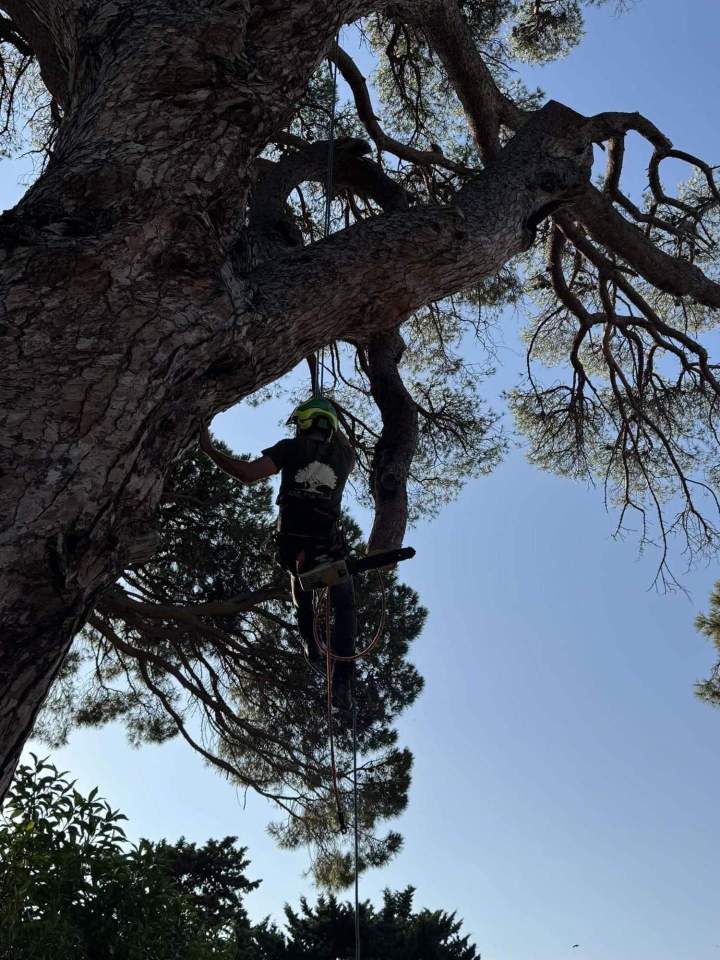 Taille spécialisée arbres Haute‑Corse