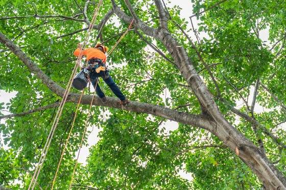 Diagnostic arbre Bastia