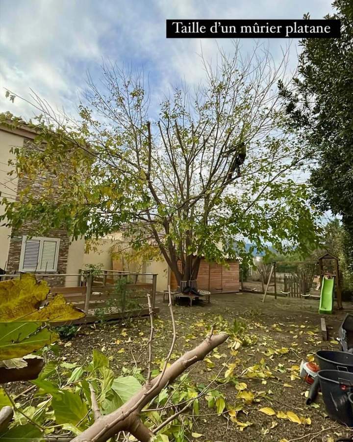 lagage professionnel arbres Haute‑Corse