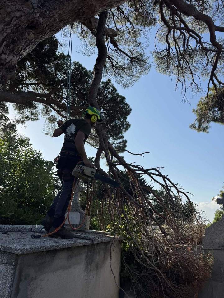 lagage professionnel arbres Haute‑Corse
