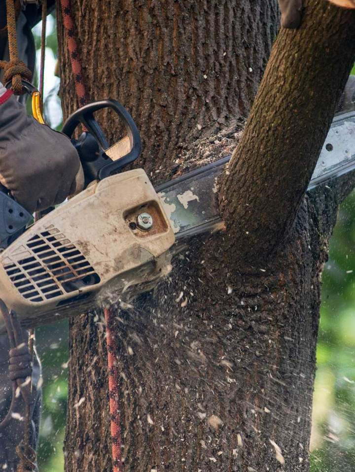 Maintenance espaces verts Haute‑Corse