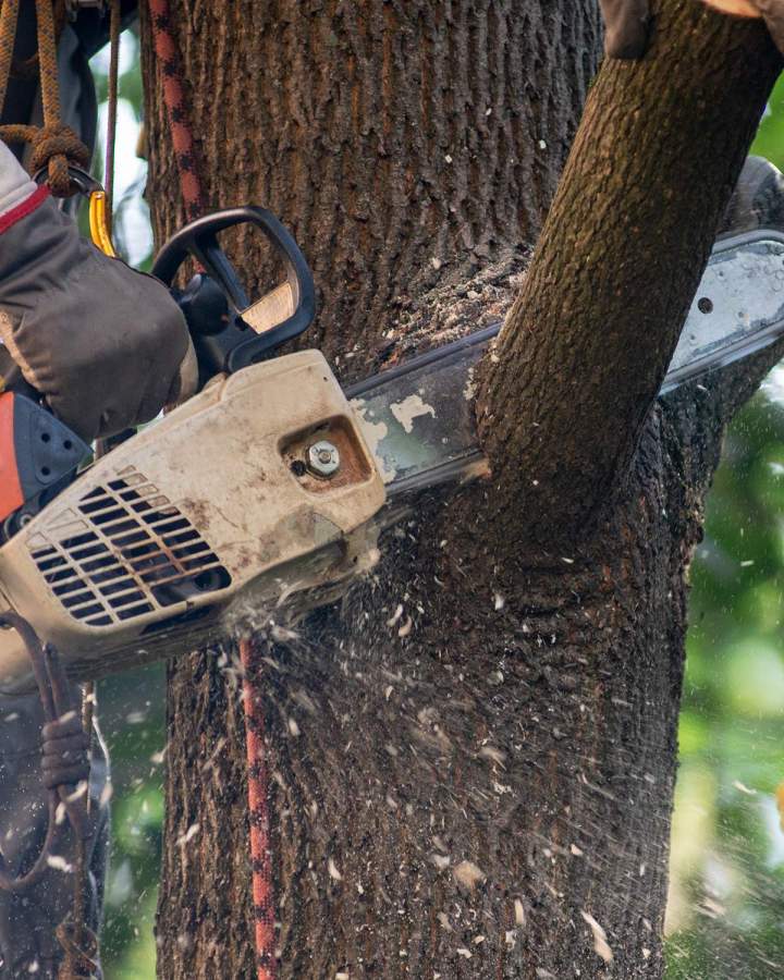 La référence en arboriculture et en élagage