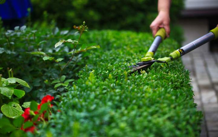Soins jardin et pelouse Haute‑Corse